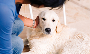 L’épilepsie chez le chien